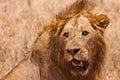 Male lion closeup of the head Royalty Free Stock Photo