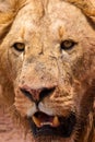 Male lion closeup of the head Royalty Free Stock Photo