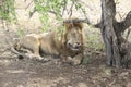 Male lion closeup licking his wounds, Kruger National Park South Africa Royalty Free Stock Photo