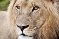 Male Lion Closeup Royalty Free Stock Photo