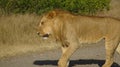 A male lion crossing the road Royalty Free Stock Photo