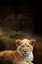 Male lion and cub portrait on savanna landscape background Royalty Free Stock Photo