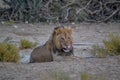 A male Lion in the desert of Kalahari Royalty Free Stock Photo