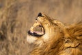 A male lion doing the flehmen grimace, lifting his head up and showing his teeth.