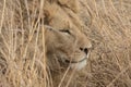 Male Lion dozing in the long savannah grass during the heat of the day.