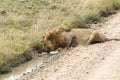 Male lion drinking water from a puddle