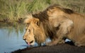 Male Lion drinking water in the Serengeti, Tanzania