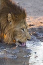 Male lion drinking water 2