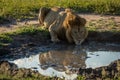 Male lion drinks from pool showing reflection