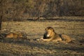 Male Lion in early morning light Royalty Free Stock Photo