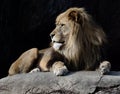 Male Lion 1