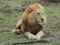 Male lion so close at the wild