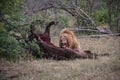 Male Lion eating buffalo kill Royalty Free Stock Photo