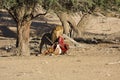 Male lion eating a death Oryx