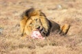 Male Lion Eating, South Africa Royalty Free Stock Photo