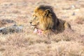 Male Lion Eating, South Africa Royalty Free Stock Photo