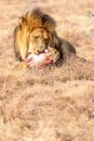 Male Lion Eating, South Africa Royalty Free Stock Photo