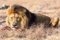 Male Lion Eating, South Africa Royalty Free Stock Photo