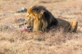 Male Lion Eating, South Africa Royalty Free Stock Photo