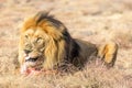 Male Lion Eating, South Africa Royalty Free Stock Photo