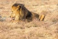 Male Lion Eating, South Africa Royalty Free Stock Photo
