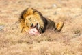 Male Lion Eating, South Africa Royalty Free Stock Photo