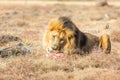 Male Lion Eating, South Africa Royalty Free Stock Photo