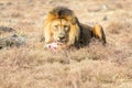 Male Lion Eating, South Africa Royalty Free Stock Photo