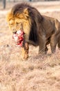 Male Lion Eating, South Africa Royalty Free Stock Photo