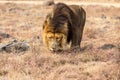 Male Lion Eating, South Africa Royalty Free Stock Photo