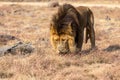 Male Lion Eating, South Africa Royalty Free Stock Photo