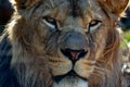 Male lion eyes close up Royalty Free Stock Photo