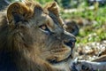 Male lion eyes close up Royalty Free Stock Photo