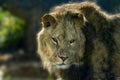 Male lion eyes close up Royalty Free Stock Photo