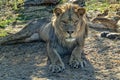 Male lion eyes close up Royalty Free Stock Photo