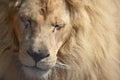 A male lion with eyes closed Royalty Free Stock Photo