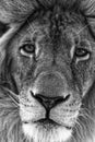 Old male lion face close-up, monochrome image Royalty Free Stock Photo