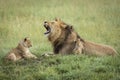 Male lion father with his mouth open and his two cubs playing in green grass in Serengeti in Tanzania Royalty Free Stock Photo