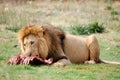 Male Lion Feeding Royalty Free Stock Photo
