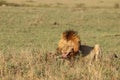 Male lion feeding on a carcass in the african savannah. Royalty Free Stock Photo