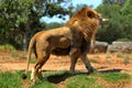 Male lion feeding Royalty Free Stock Photo