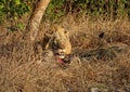 Male lion feeding on warthog carcass Royalty Free Stock Photo