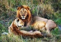 Male lion and female lion. Safari in Serengeti, Tanzania, Africa Royalty Free Stock Photo