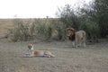 Male Lion female lioness couple in maasai mara