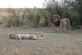 Male Lion female lioness in maasai mara Royalty Free Stock Photo