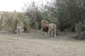 Male Lion female lioness in the wild maasai mara Royalty Free Stock Photo