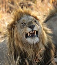 Male lion flehmen response