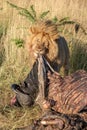 Male lion gnaws and pulls at carcase