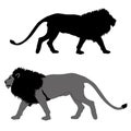 Male lion go black gray silhouette