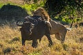 Male lion grabbing Cape buffalo by hindquarters Royalty Free Stock Photo